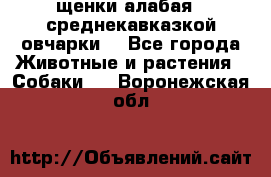 щенки алабая ( среднекавказкой овчарки) - Все города Животные и растения » Собаки   . Воронежская обл.